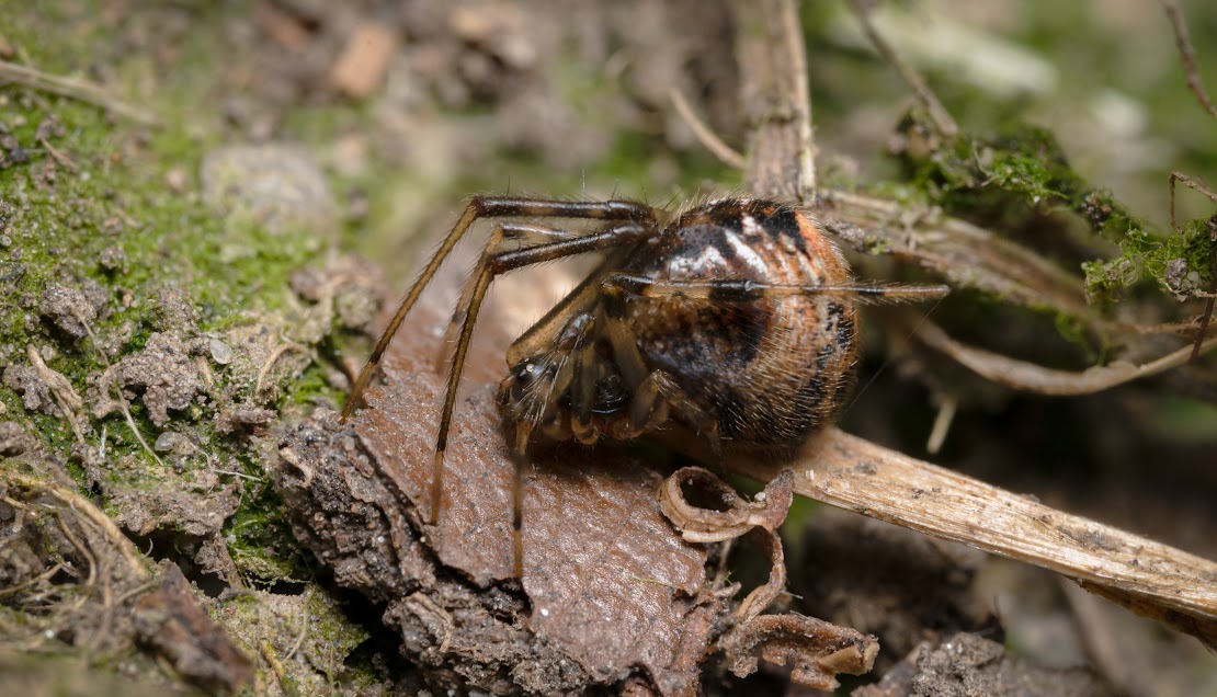 Parasteatoda sp.