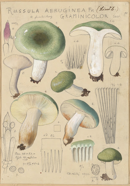 Russula aureginea 1915 1945