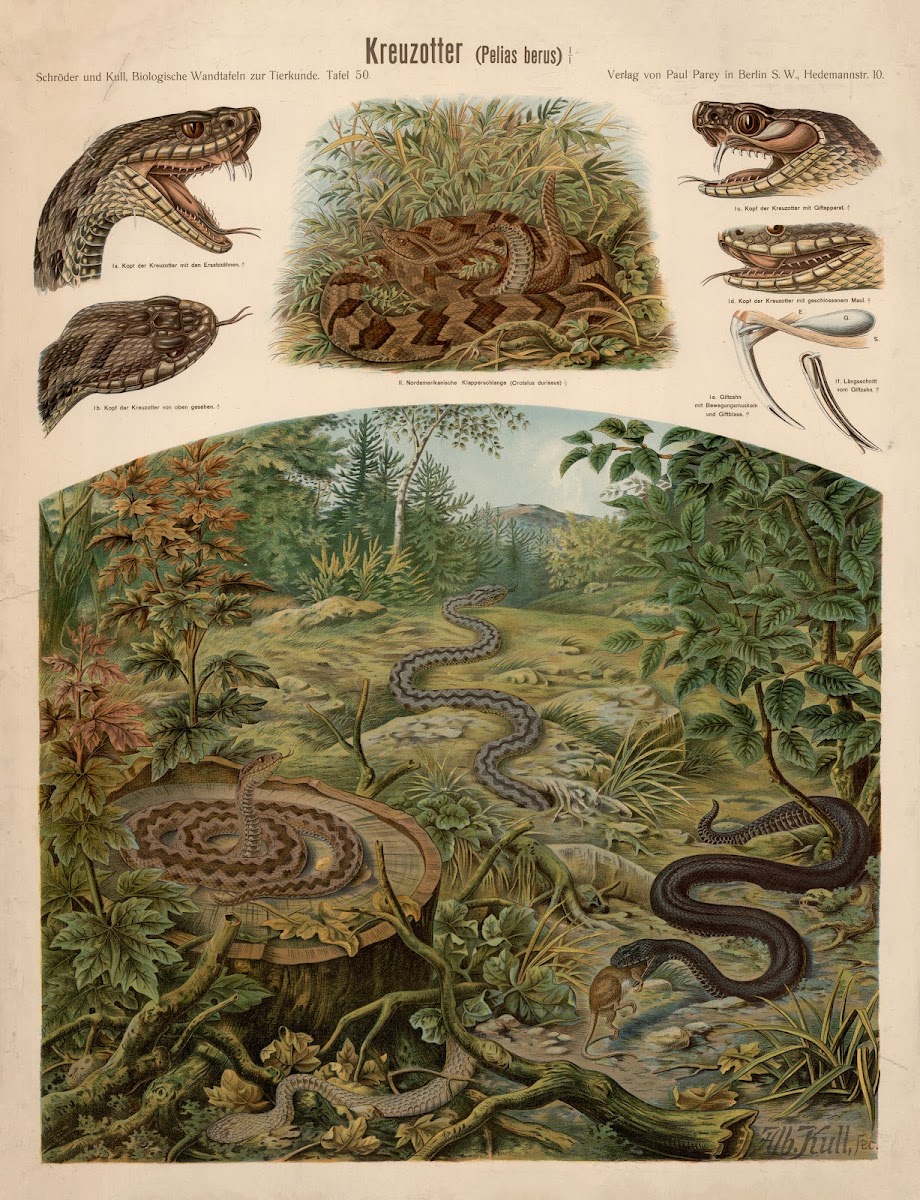 Common adder Pelias berus