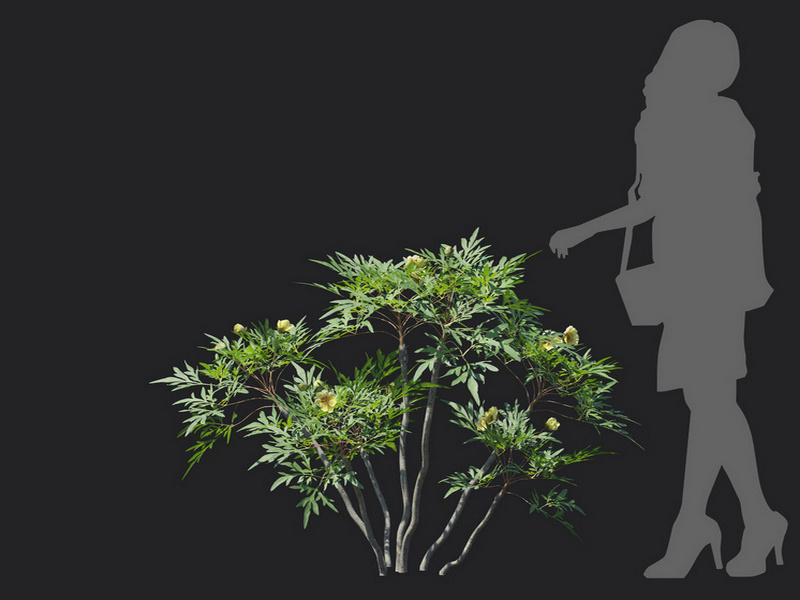 Maxtree - Plant Models Vol.129