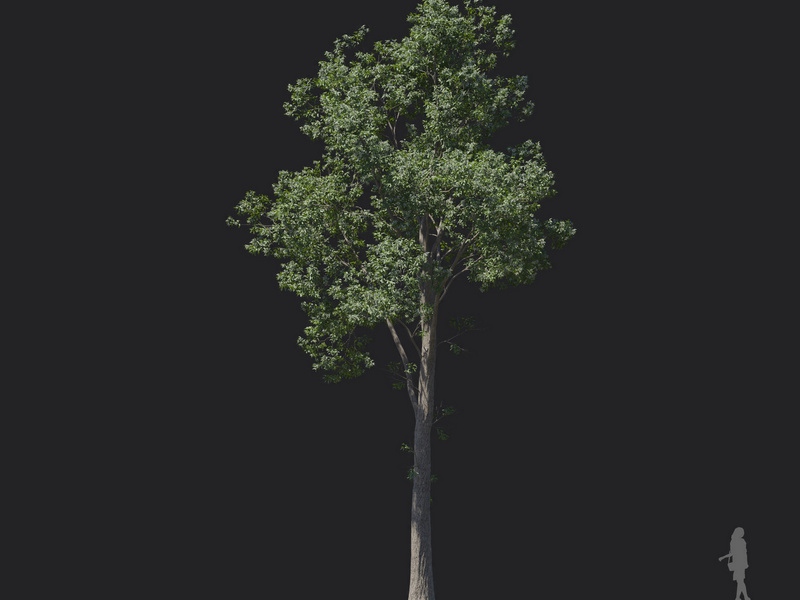 Maxtree - Plant Models Vol.121