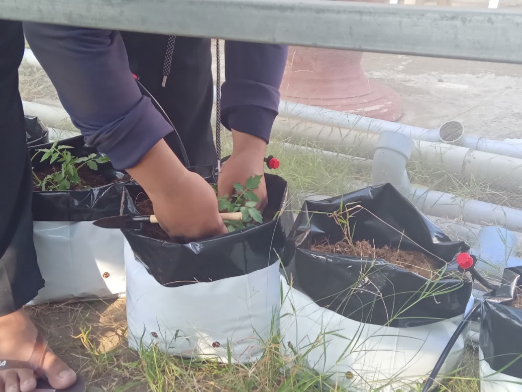 ….và được chuyển xuống các bầu đất đã chuẩn bị sẵn