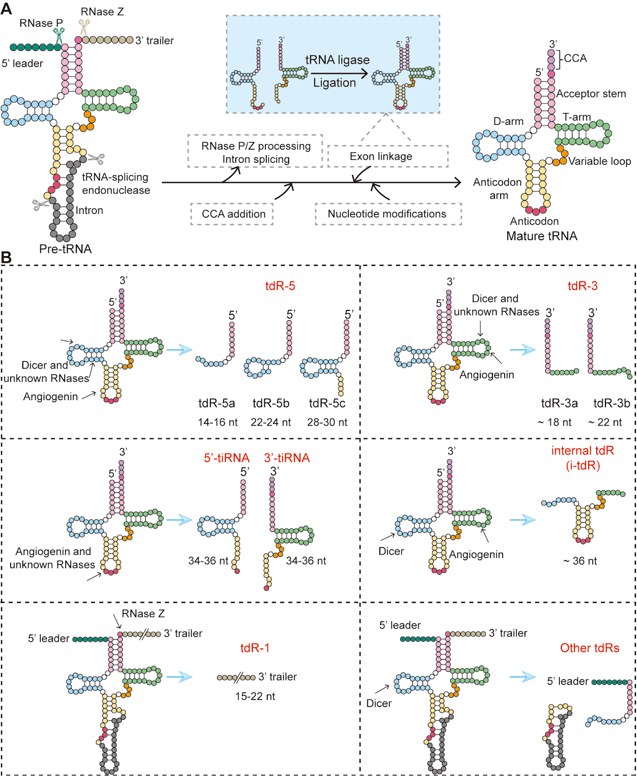 The tRNA Landscape in Cancer: From Pathogenesis to Therapeutic Interventions