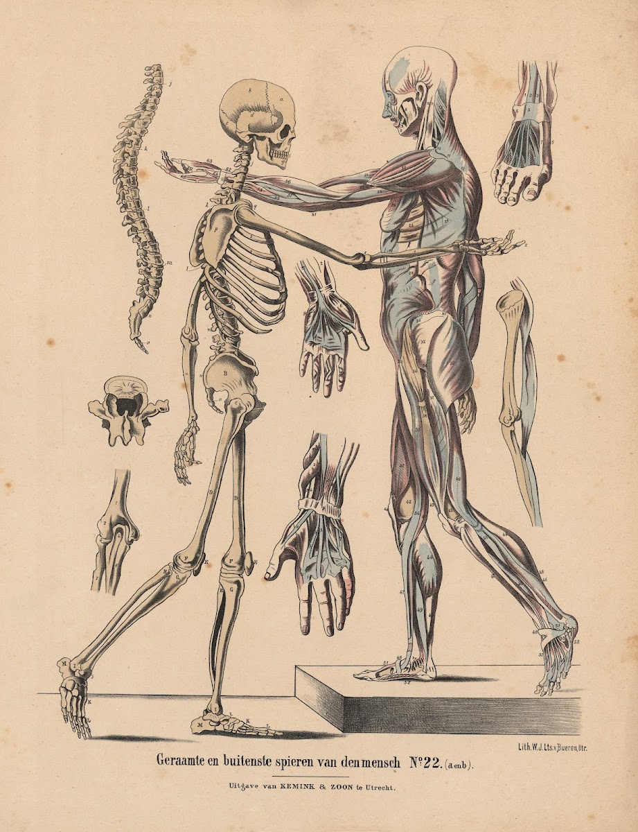 Geraamte en buitenste spiren van der mensch 1841