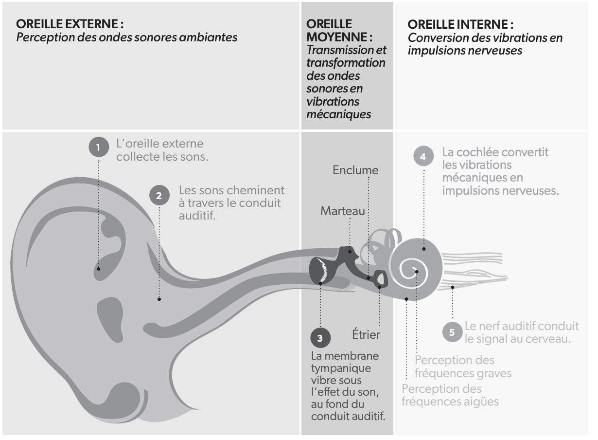 Anatomie de l'oreille