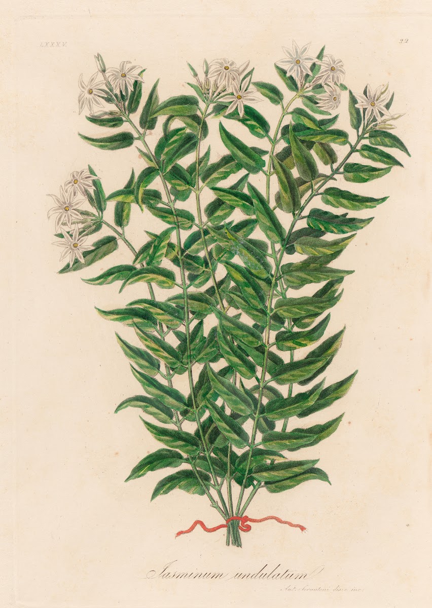Jasminum undulatum 1818 1824