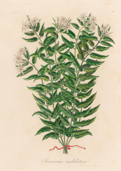 Jasminum undulatum 1818 1824