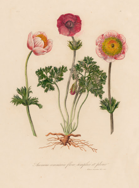 Anemone coronaria flore simplici et pleno 1818 1824