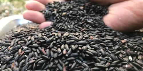সাদা ভাতের বদলে পাতে কালো চাল? ক্যানসার ও হৃদরোগ রুখতে কেন কালো চালের ভাত মহৌষধ