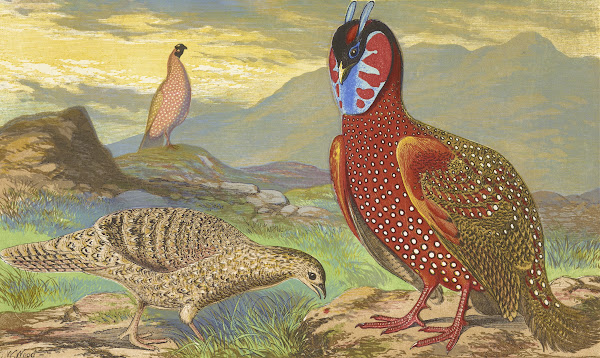 Horned Pheasants 1871