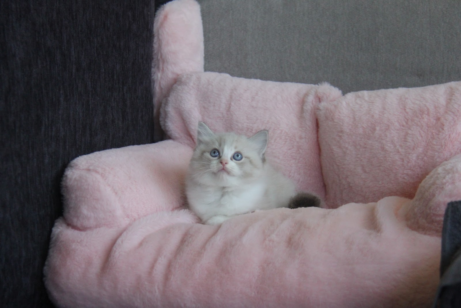 12/18出生 高端優質山貓紋布偶貓妹妹