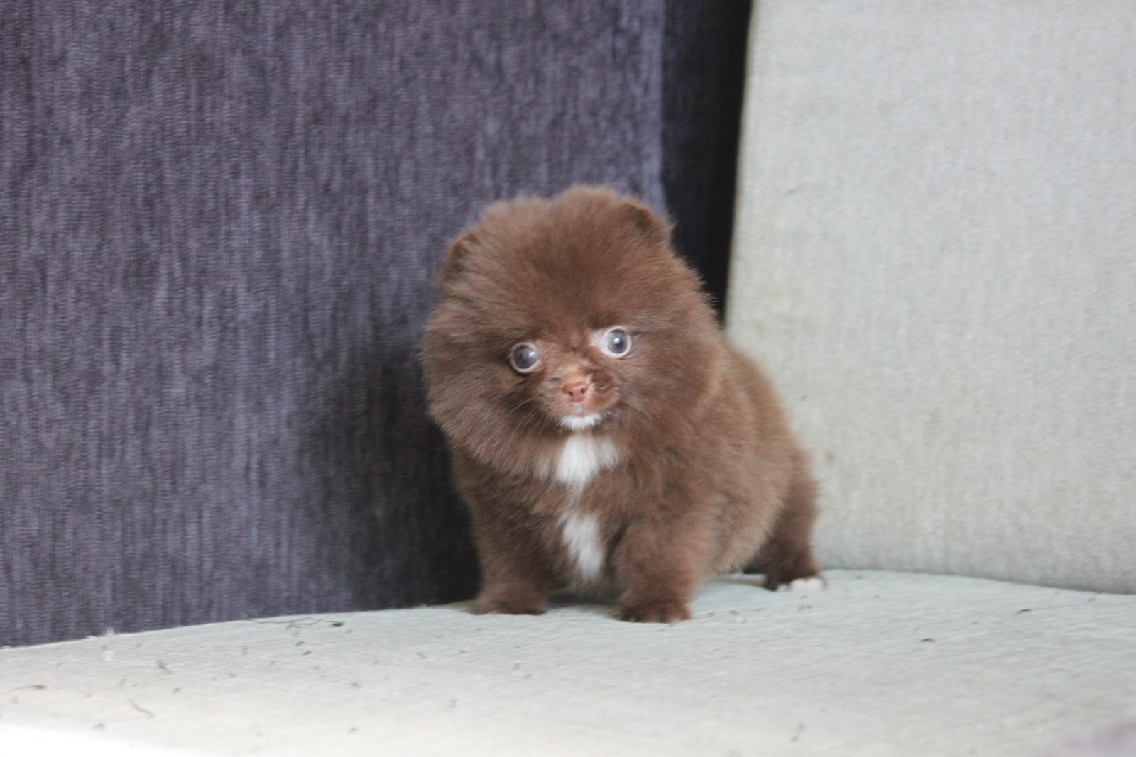 11/2出生 優質茶杯巧克力松鼠博美妹妹