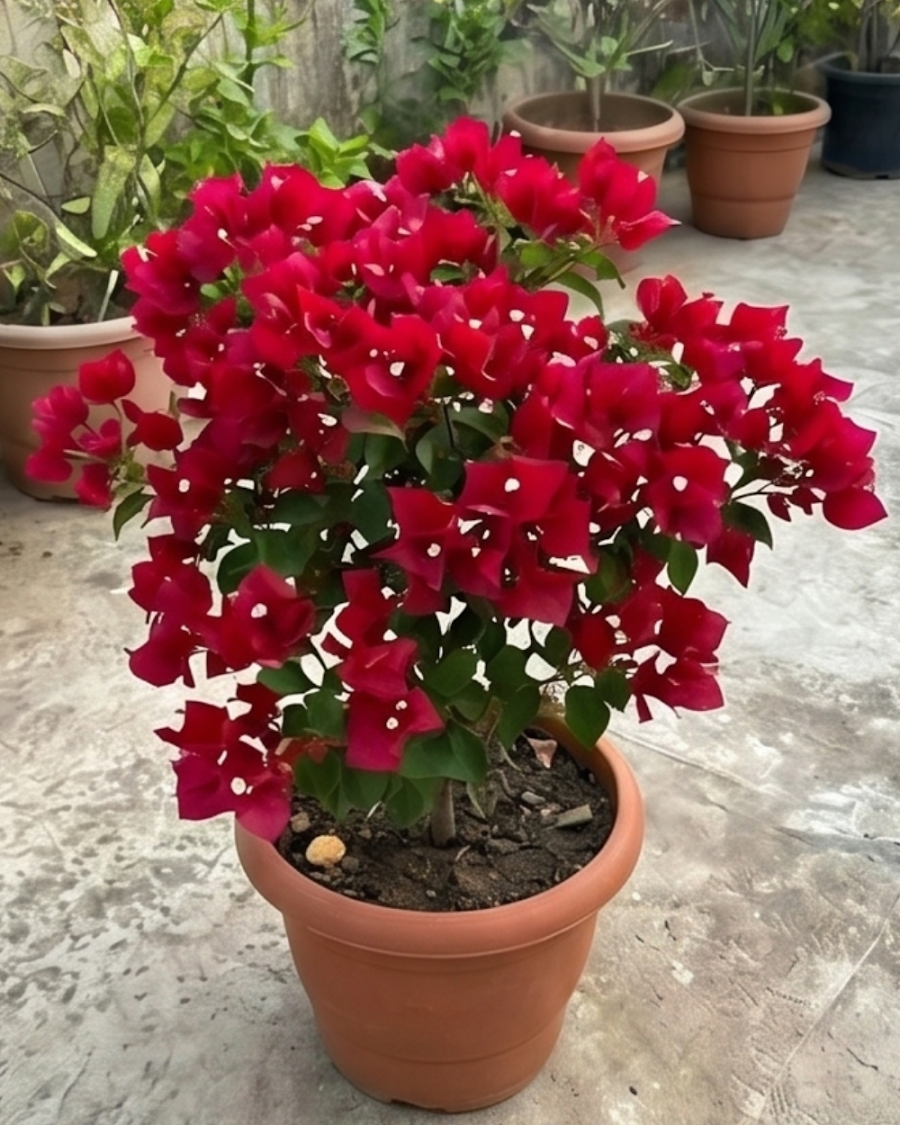 Imported Monalisa Red Bougainvillea Plant — view 4