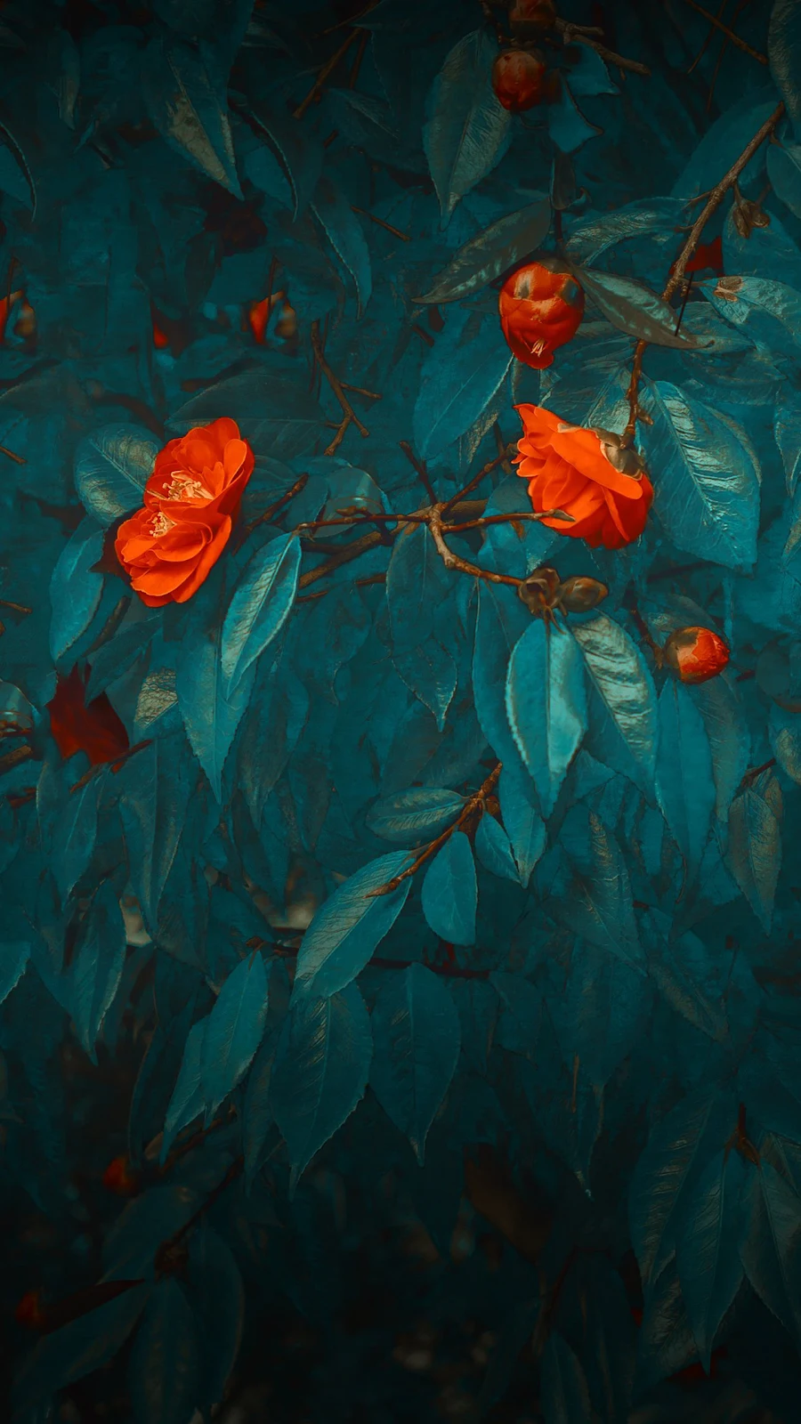 A Cool Red Aesthetic Art Flowers Full HD iPhone Wallpaper for Free Download in High Quality [1262x2244]