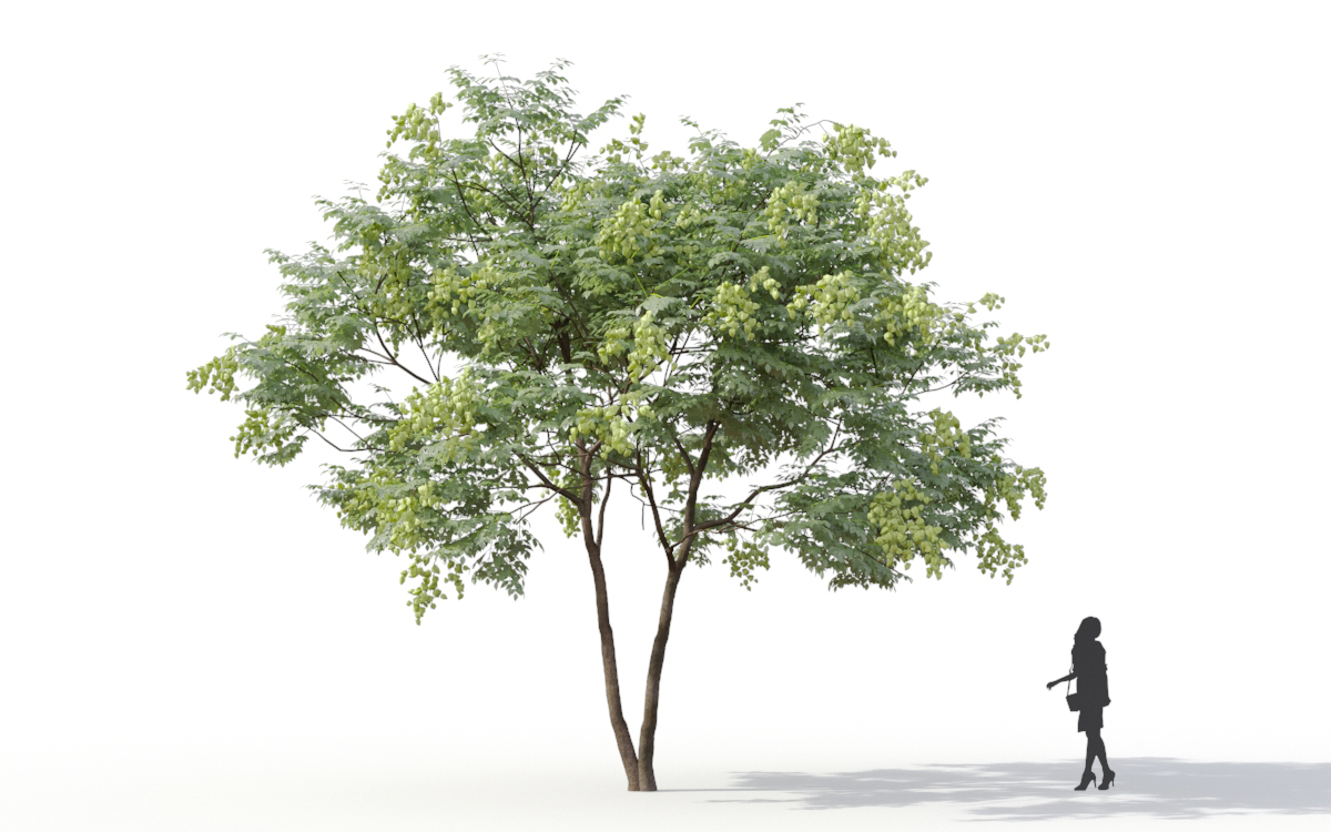 Maxtree - Plant Models Vol.11