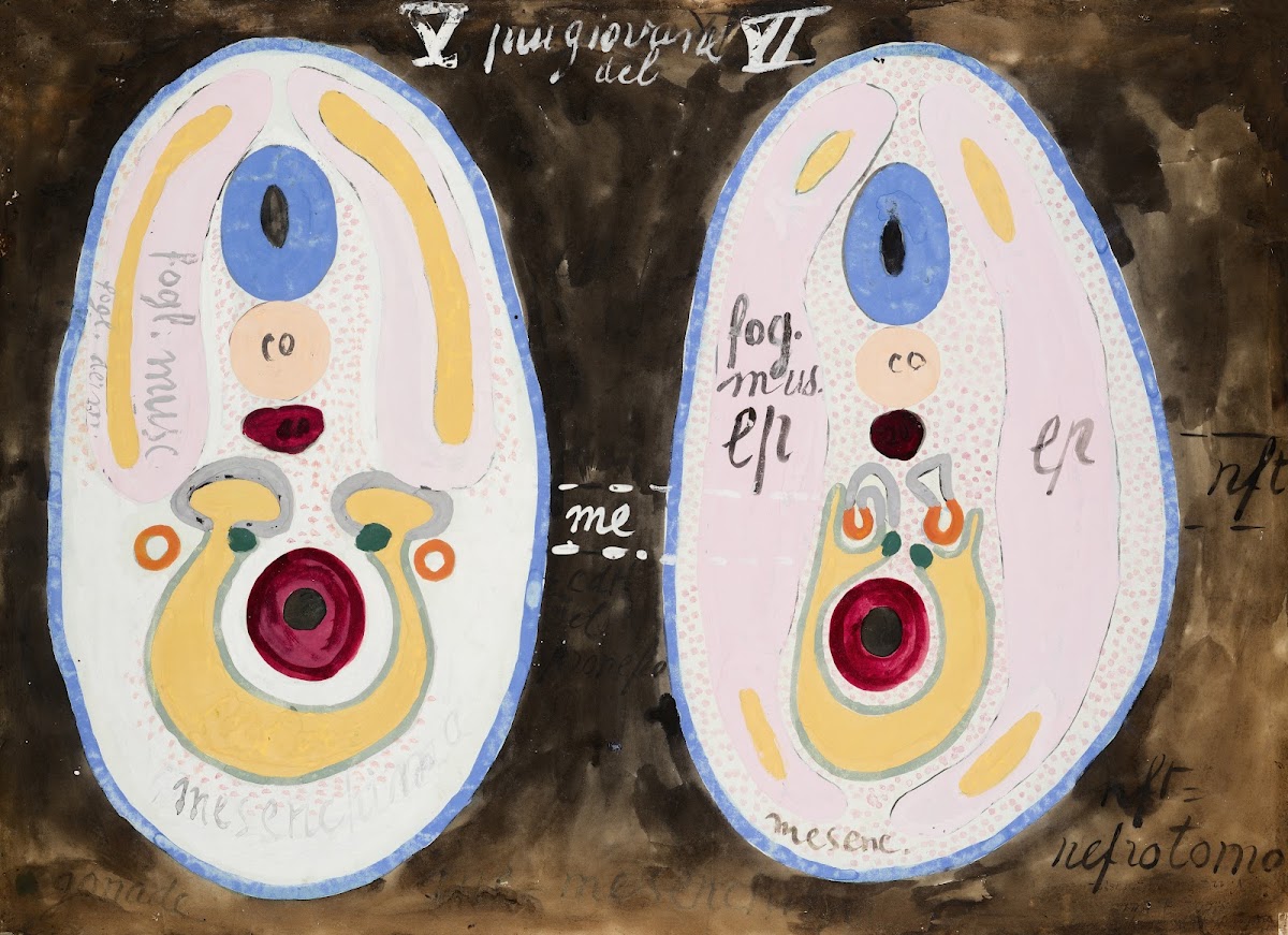 Cross sections of embryonic development 19th century