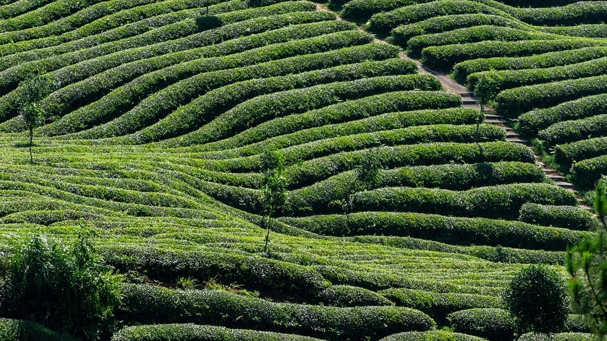 공복에 물 대신 차를 마시면 좋은 이유와 건강 효과