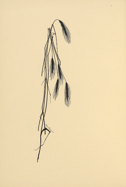 Goldene Ernte Pl08 1930