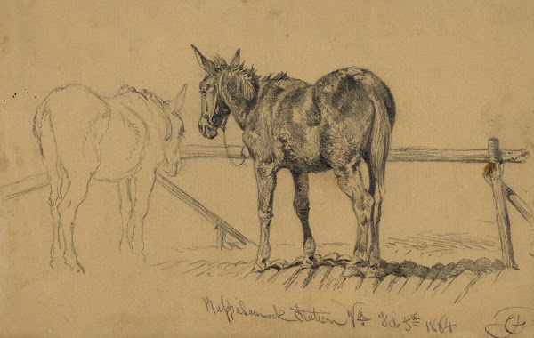 A tough customer Army mule 1864