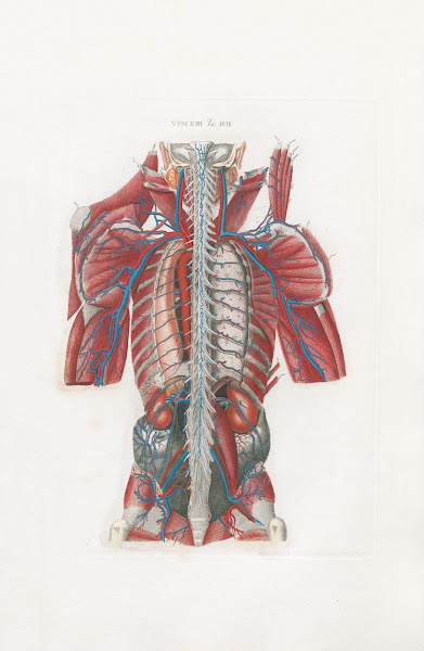Anatomia Universale Pl58 1833