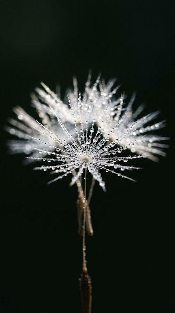 Macro Photography Of Dandelion Seeds With Water Droplets - Free mobile Wallpaper