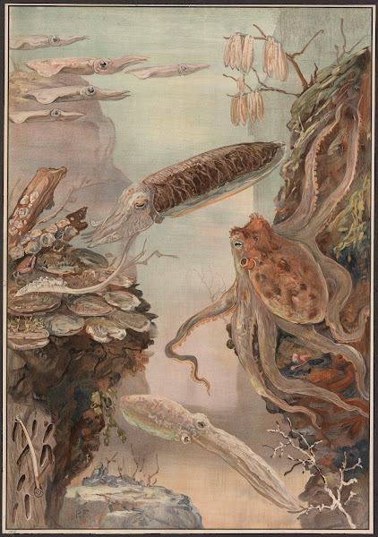 Polyps mussels oysters etc 1909