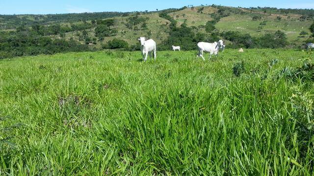 Fazenda em Ipameri-GO 5