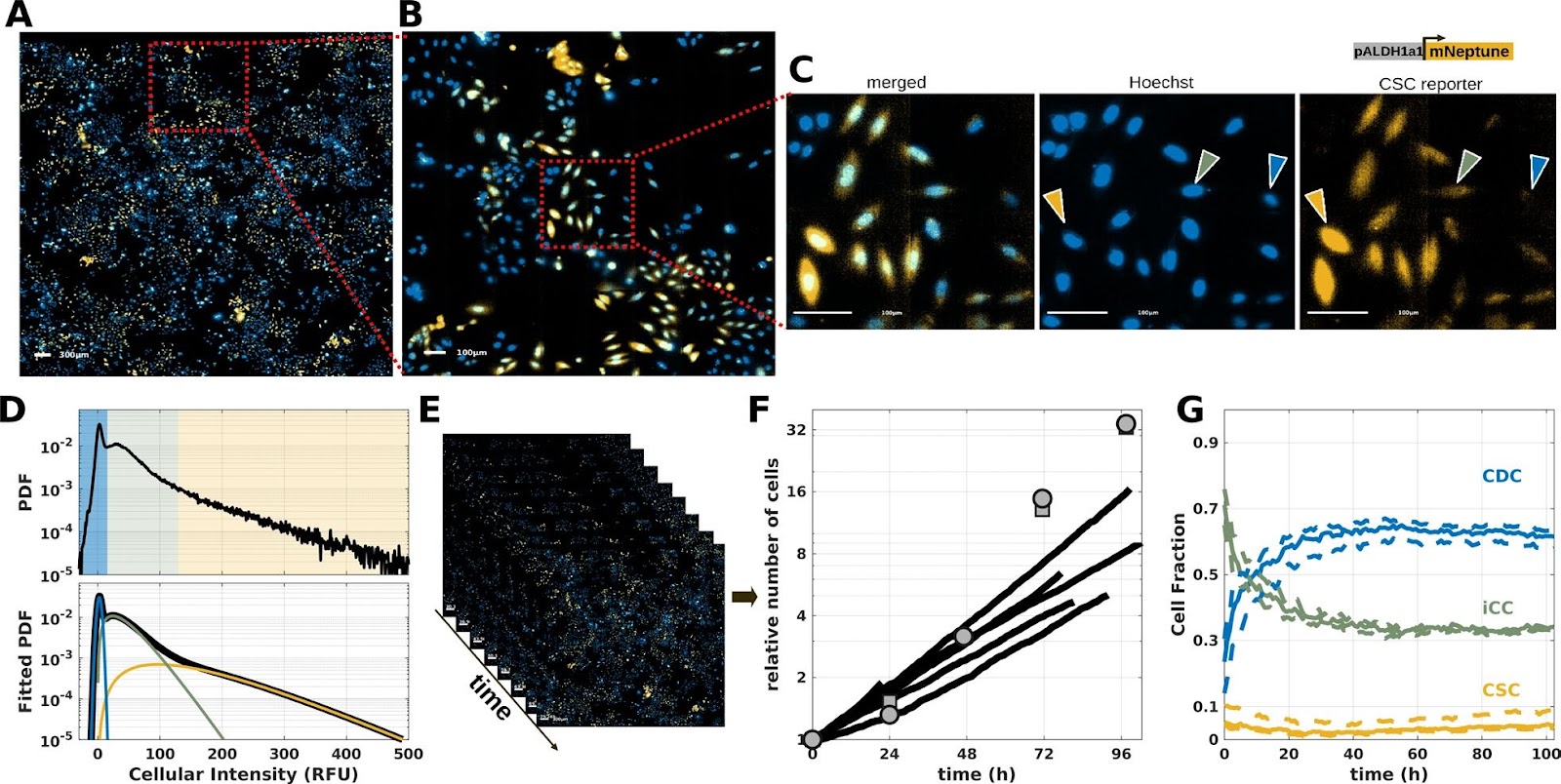 Spatial self-organization of cancer stem cell niches revealed by live single-cell imaging