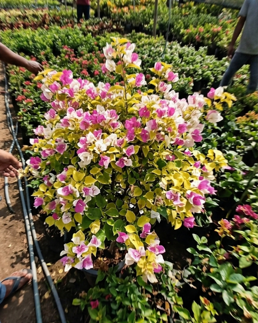 Imported Kelisa Bougainvillea Plant — view 4