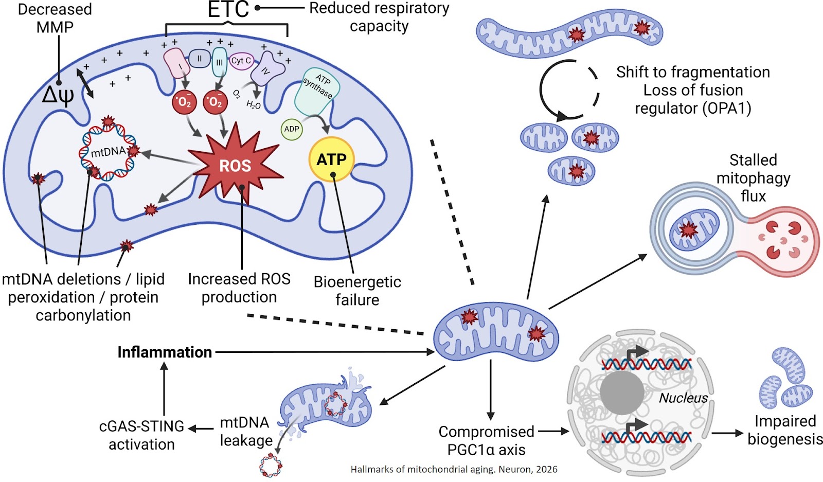 Mitochondria and brain aging: From cell-specific dysfunction to intercellular cooperation