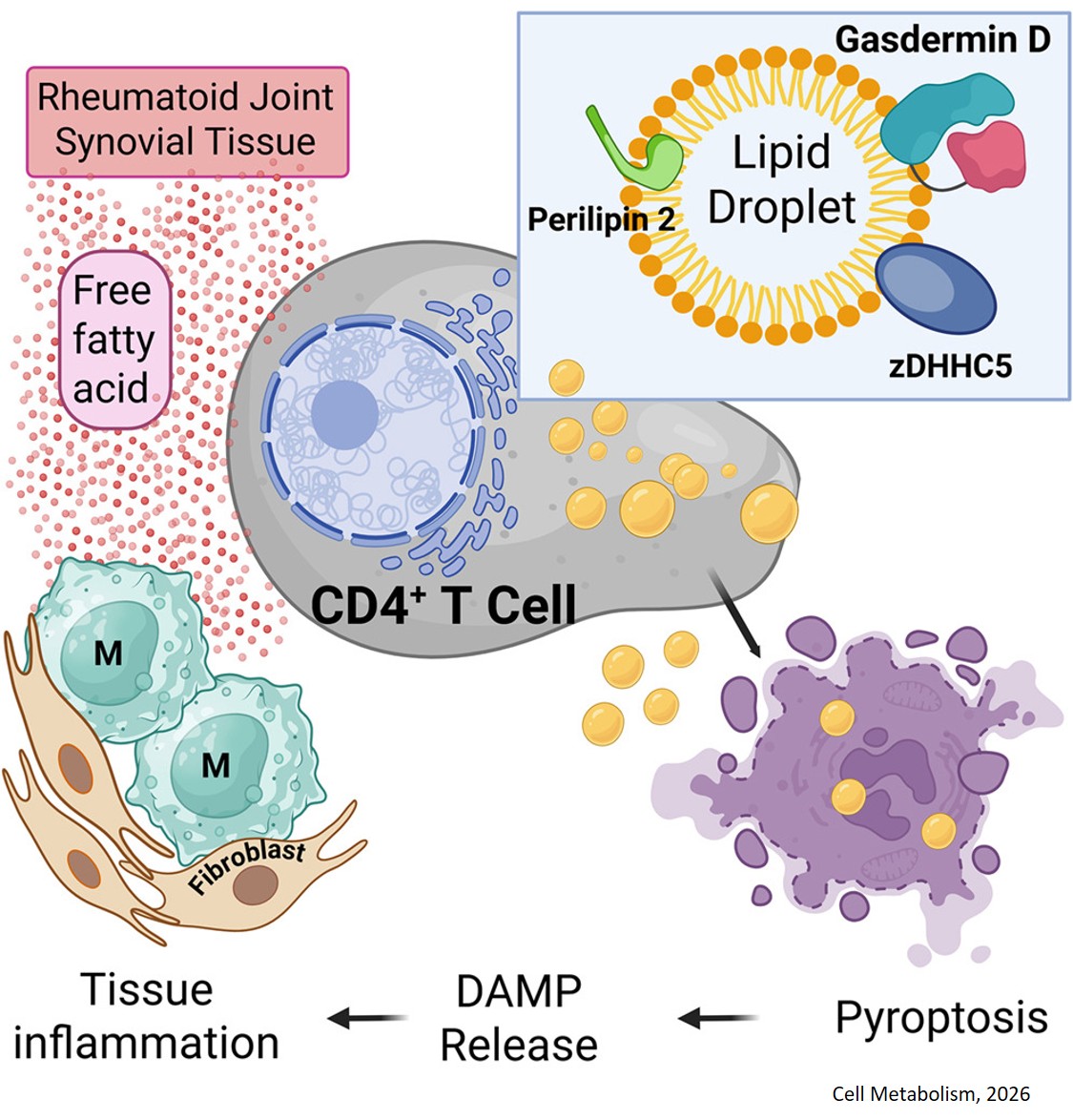Lipid droplet-induced T cell death sustains autoimmune tissue inflammation