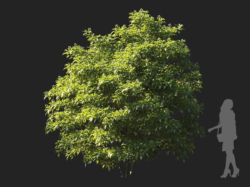 Maxtree - Plant Models Vol.122