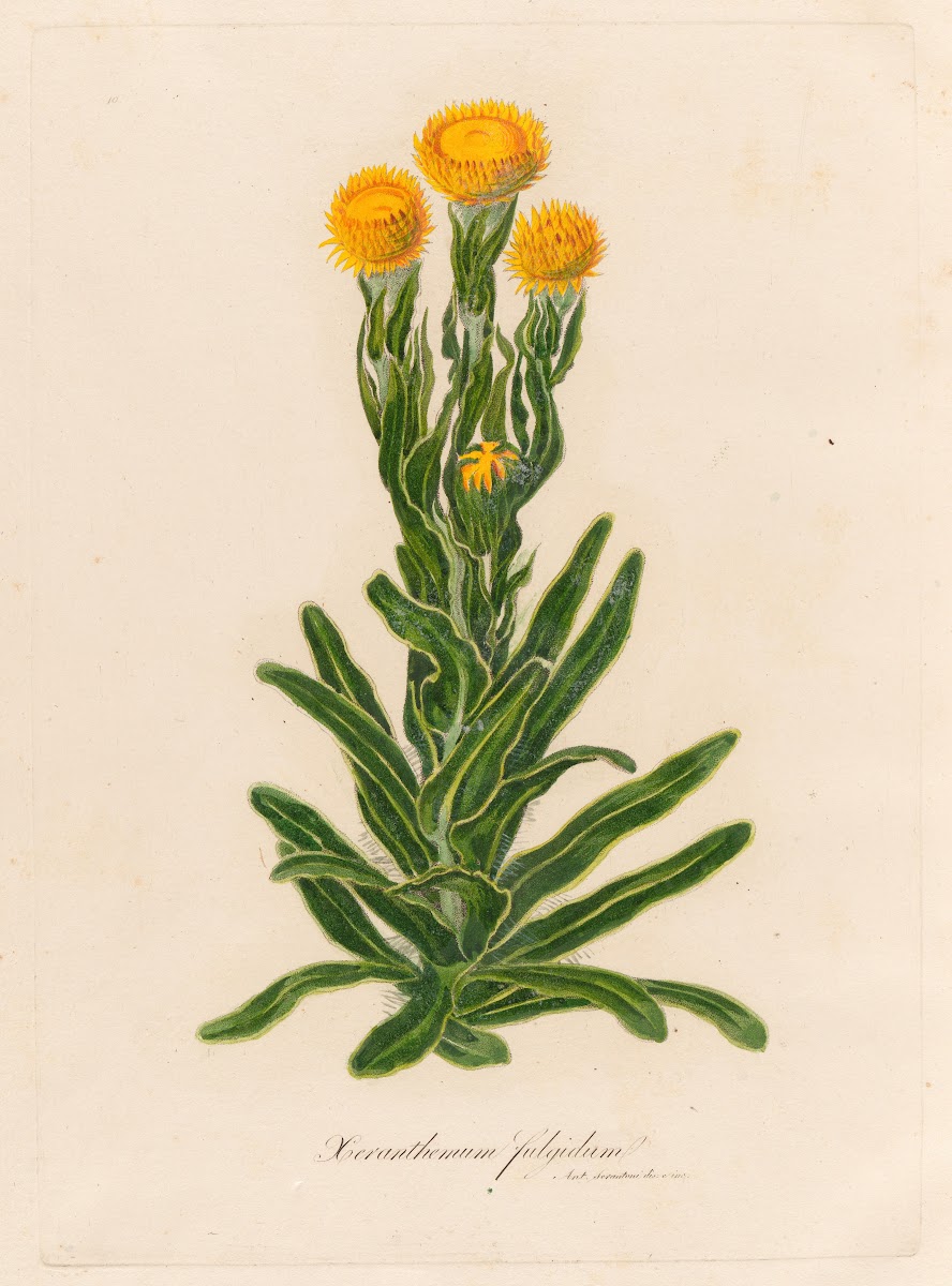 Xeranthemum fulgidum 1818 1824