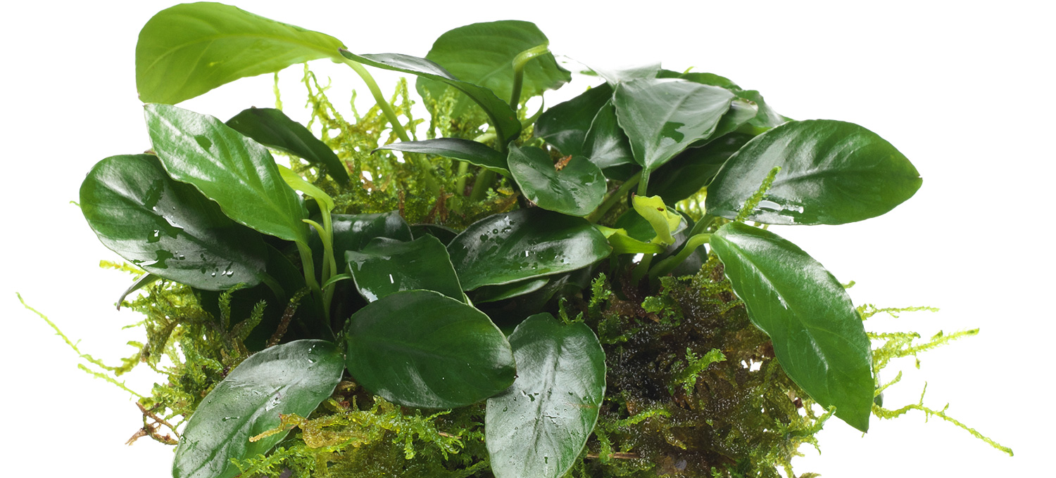 Anubias Barteri var. Nana
