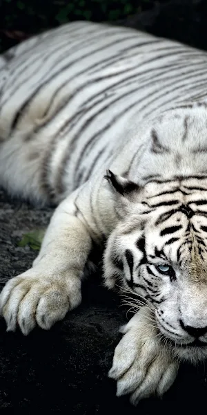 White Tiger, Bengal Tiger, Albino Tiger, Big Cat 2K Wallpaper Background