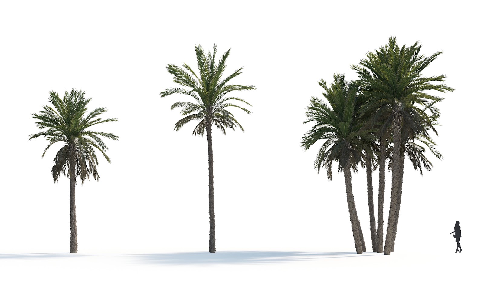 Maxtree - Plant Models Vol.7