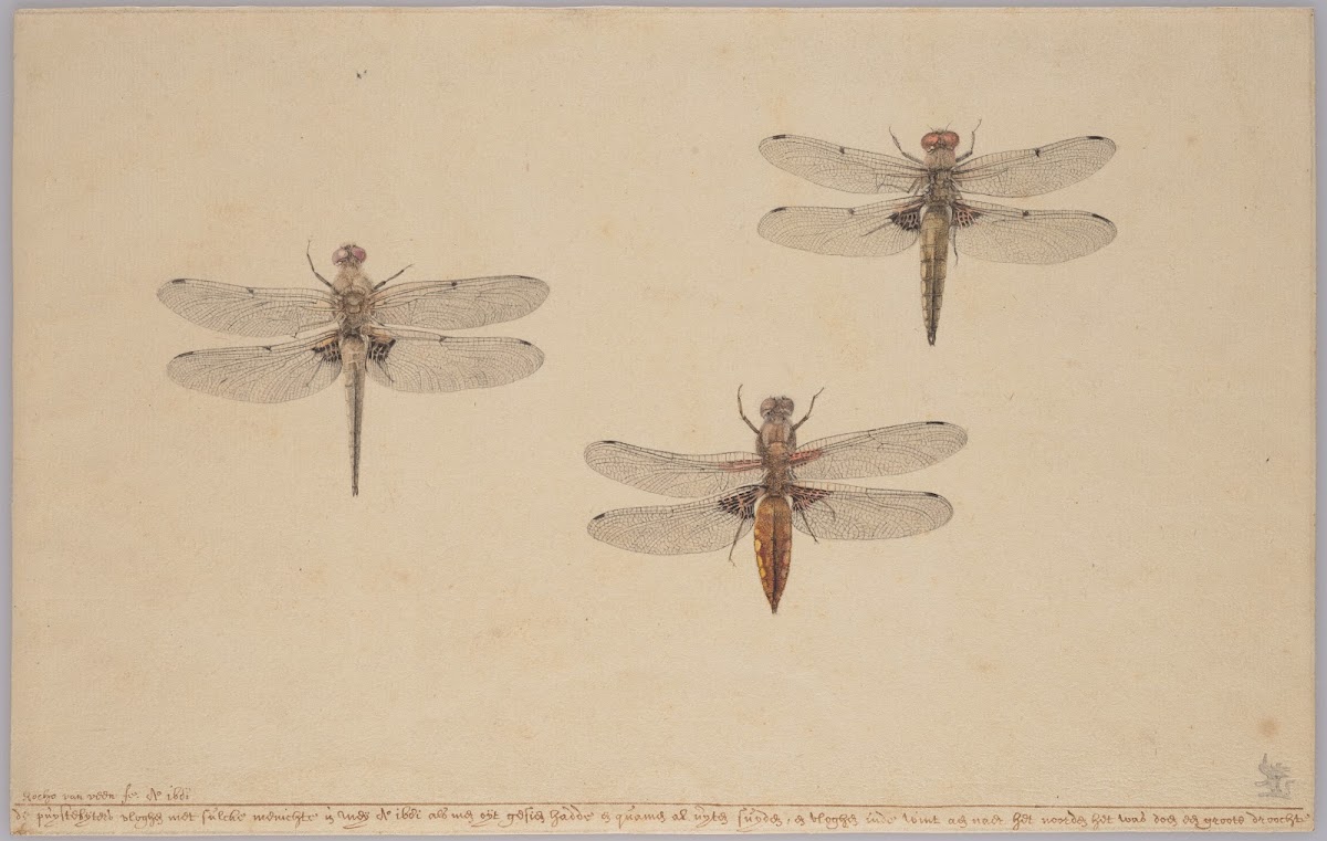 Three Dragonflies 1681
