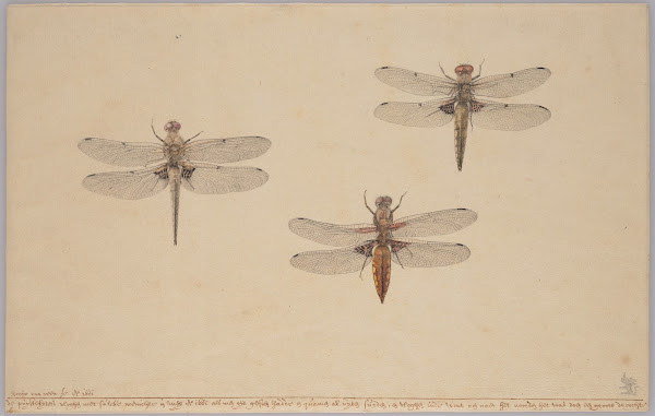 Three Dragonflies 1681
