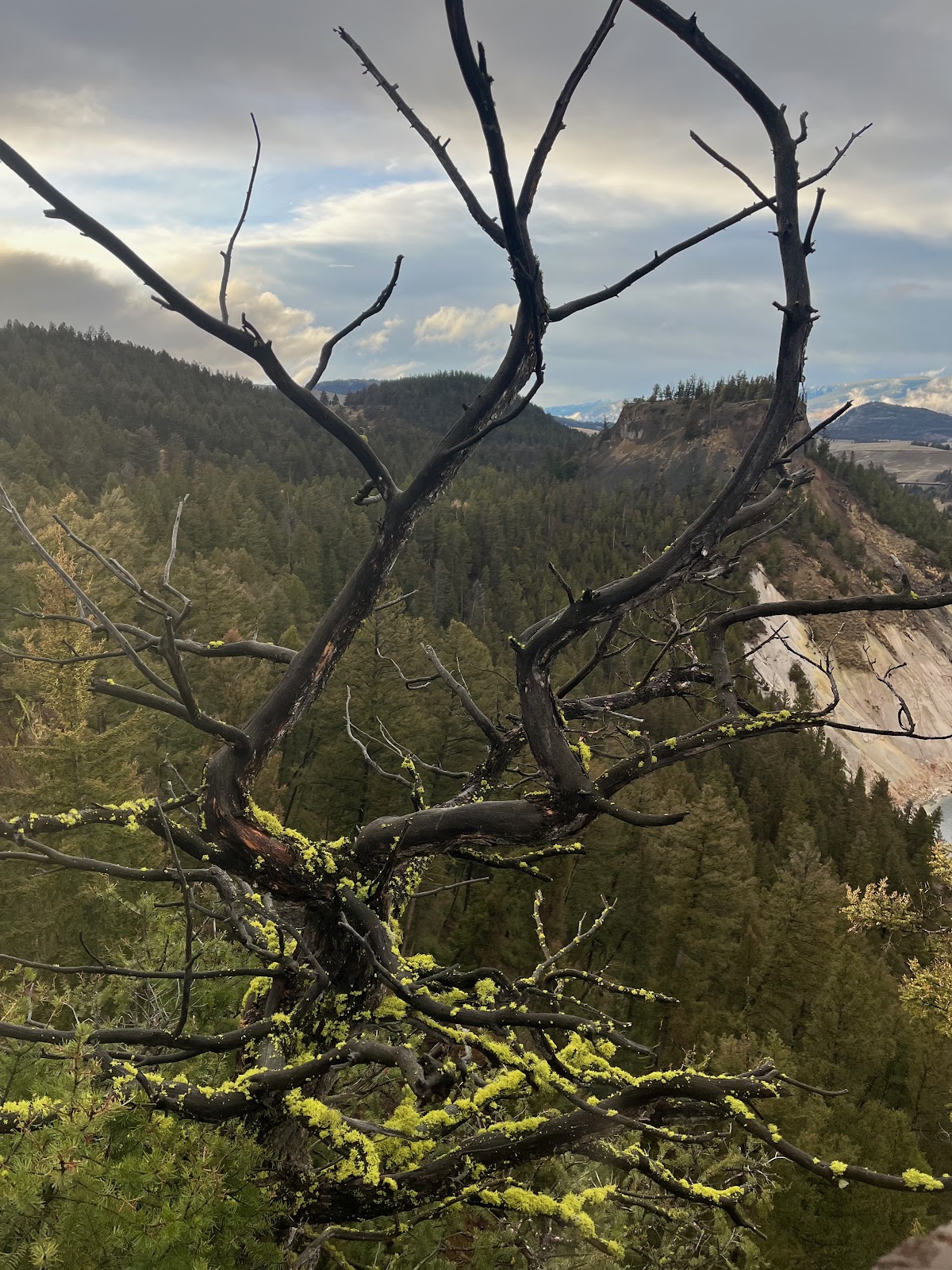 Tessa McGuire — parks and conservation at Bonaventure Memorials