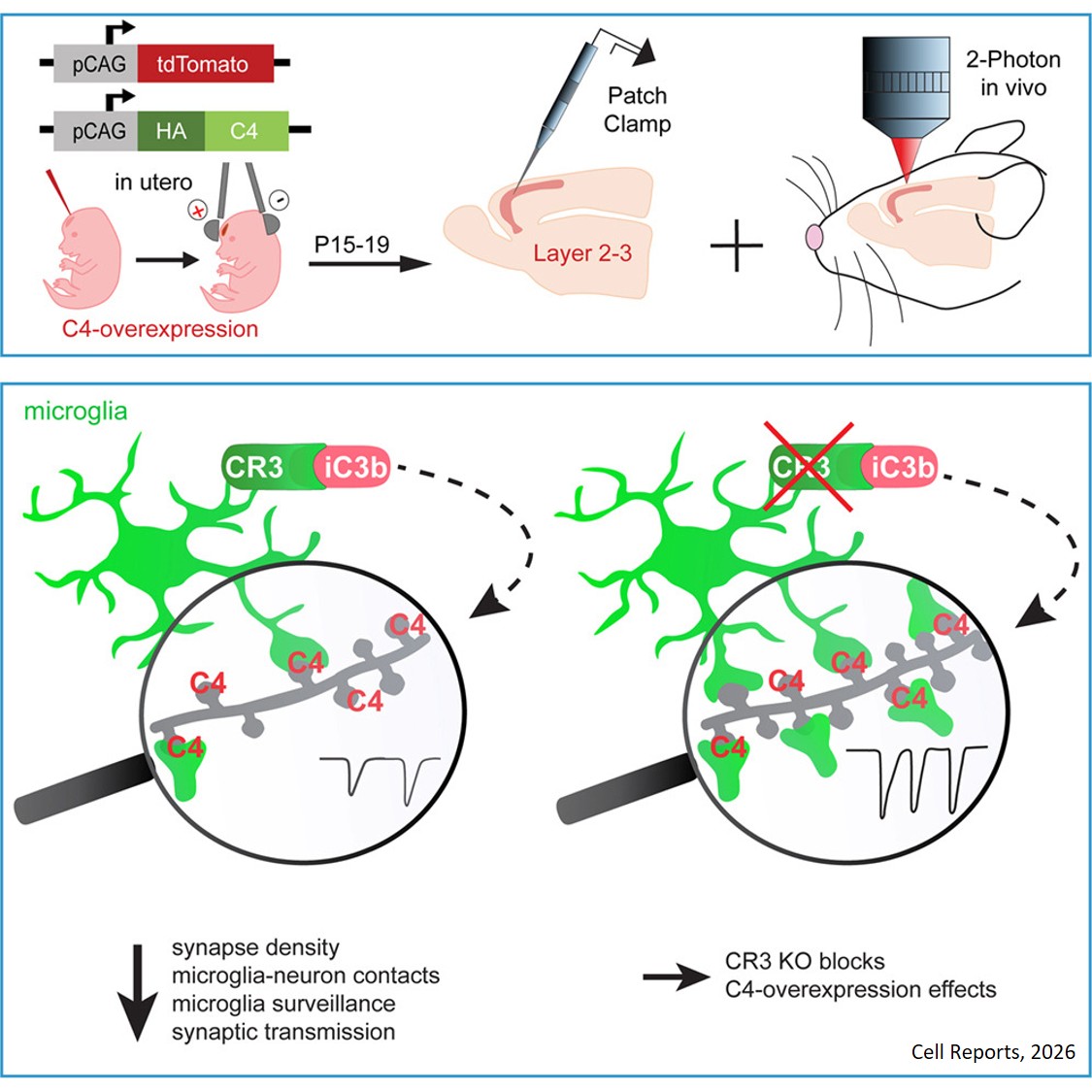 Schizophrenia-associated complement C4 impairs  synaptic connectivity and decreases microglia- synapse interactions through CR3 signaling