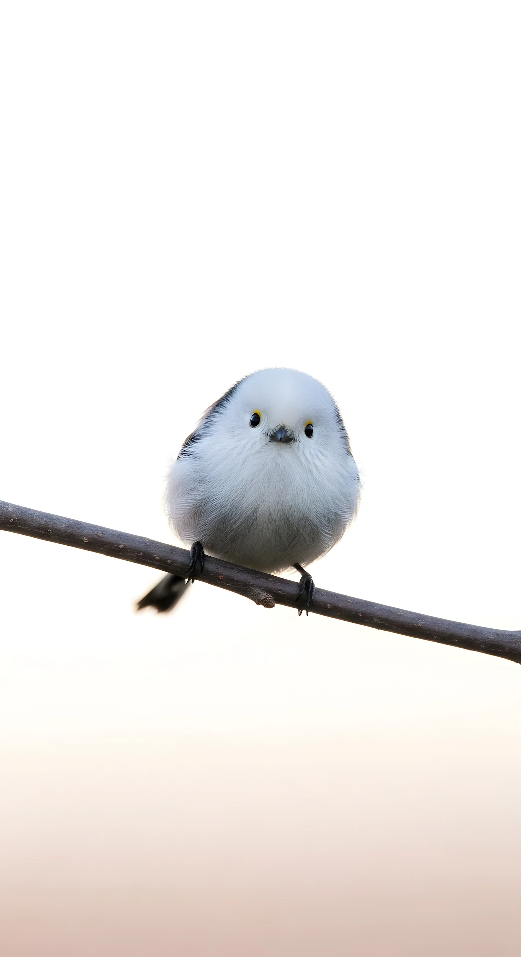 Fluffy Long-Tailed Tit Bird on Bare Branch High Key - Free 4K mobile Wallpaper