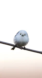 Fluffy Long-Tailed Tit Bird on Bare Branch High Key