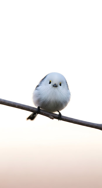 Fluffy Long-Tailed Tit Bird on Bare Branch High Key - Free mobile Wallpaper