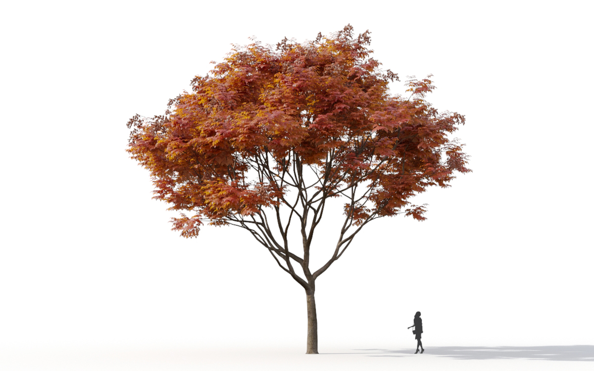 Maxtree - Plant Models Vol.11