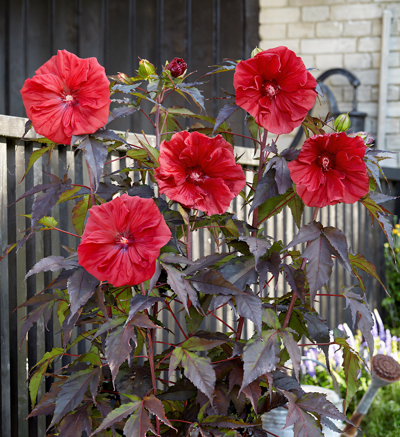 Hibiscus moscheutos 'Carousel Red Wine' con grandi fiori rosso scuro in un giardino acquatico