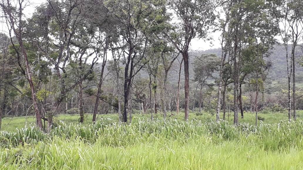 Fazenda em Talisma-TO 5