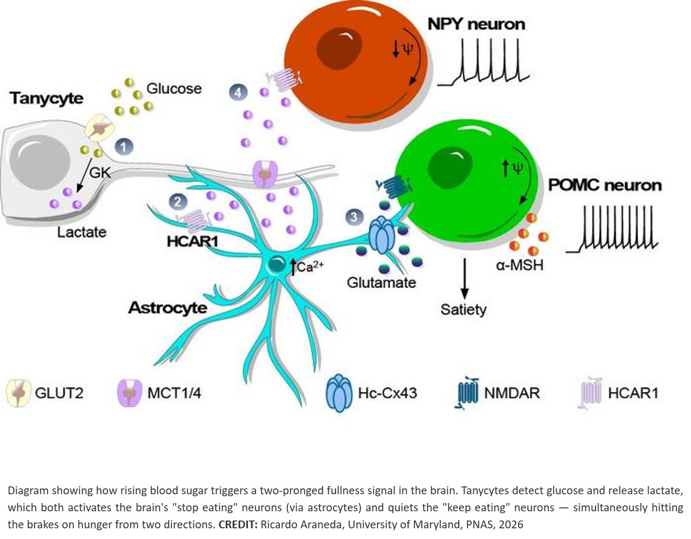  A missing link in how the brain regulates appetite