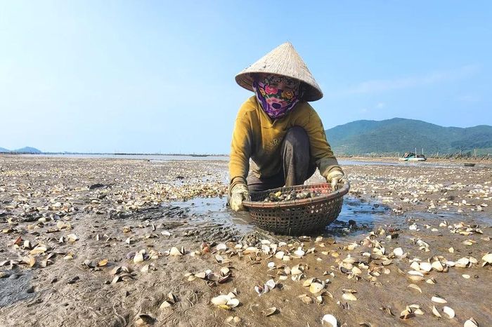 Hà Tĩnh: Nghêu chết nổi trắng bãi triều - Báo Sài Gòn Giải Phóng