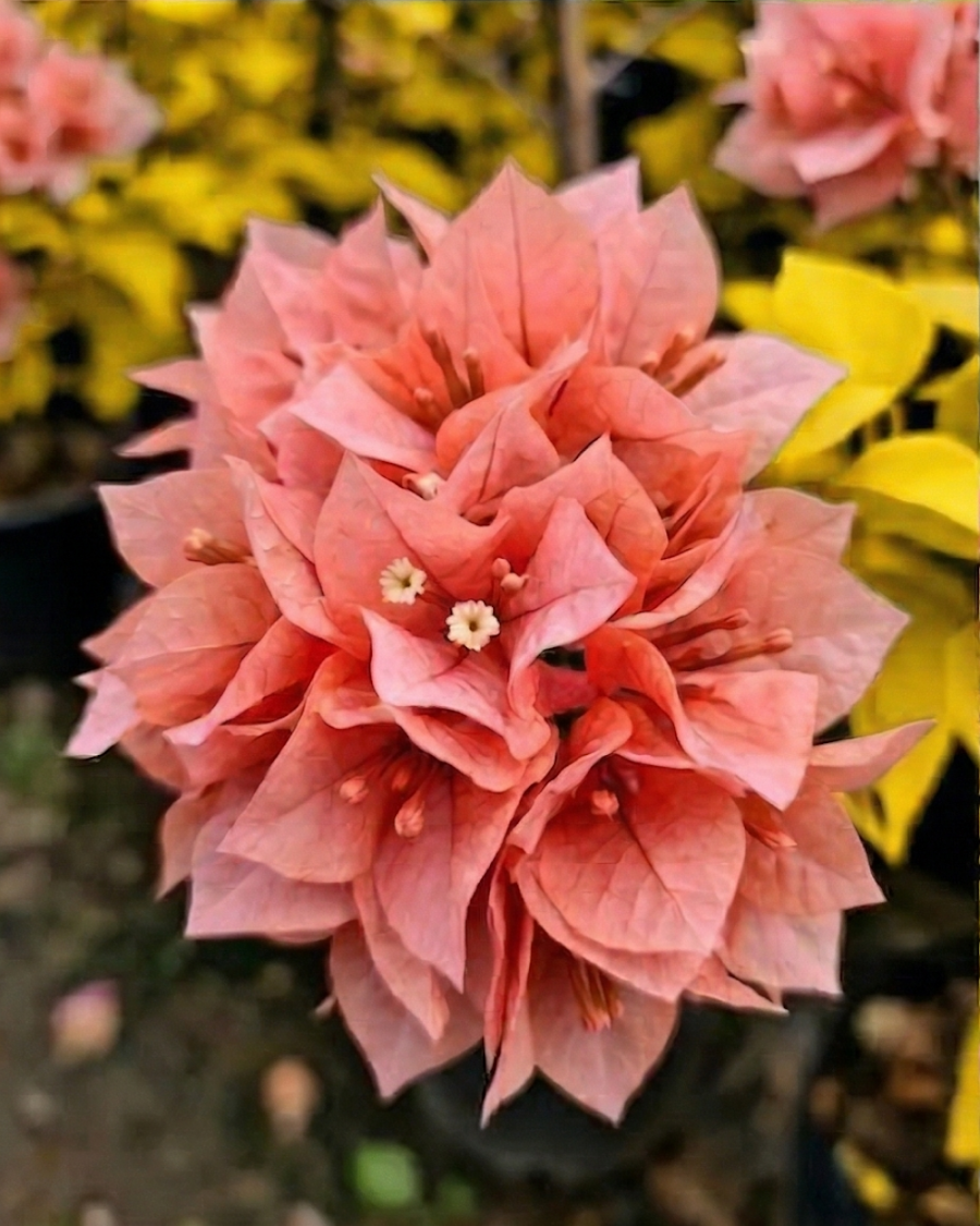 Imported Golden Salmon Double Petal Bougainvillea Plant — view 2