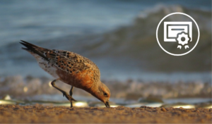 Curso destacado: Las Aves Playeras y Humedales. Estrategias de Enseñanza para su Conservación